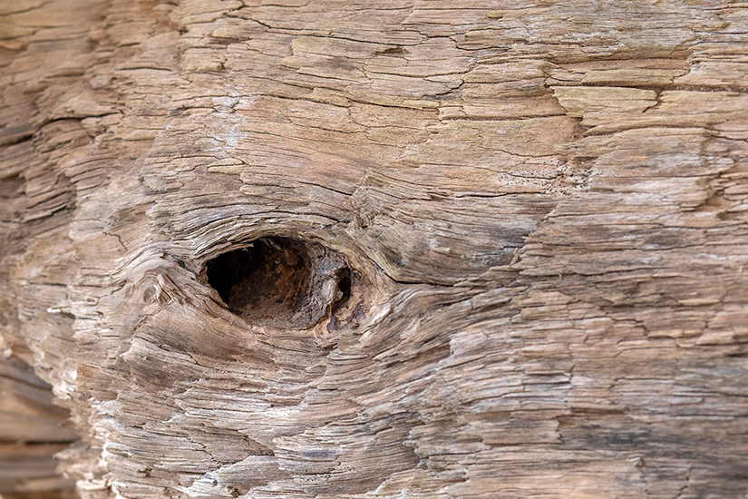 Devenir charpente, bois flotté (détail), exposition CLARA à Versailles, La Maréchalerie centre d'art contemporain, 2021