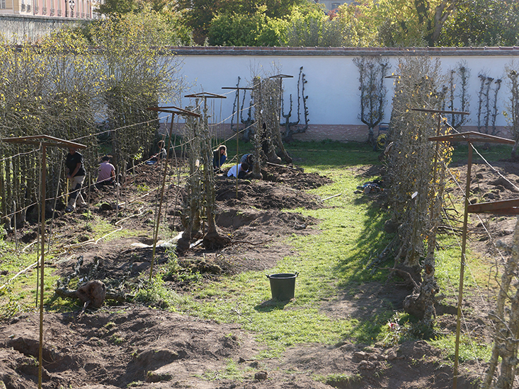 Déterrage de 135 poiriers anciens au Potager du Roi, ENSP Versailles, 2022 - exposition aux Tanneries centre d'art contemporain  du 3 juin à novembre 2023